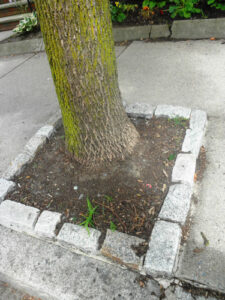 Guidelines for Guerrilla Gardening